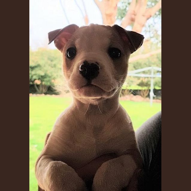Photo of Roxy