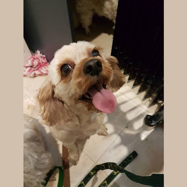 Photo of Indy