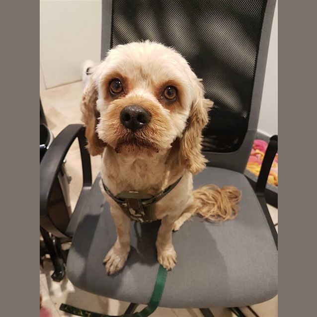 Photo of Jax 