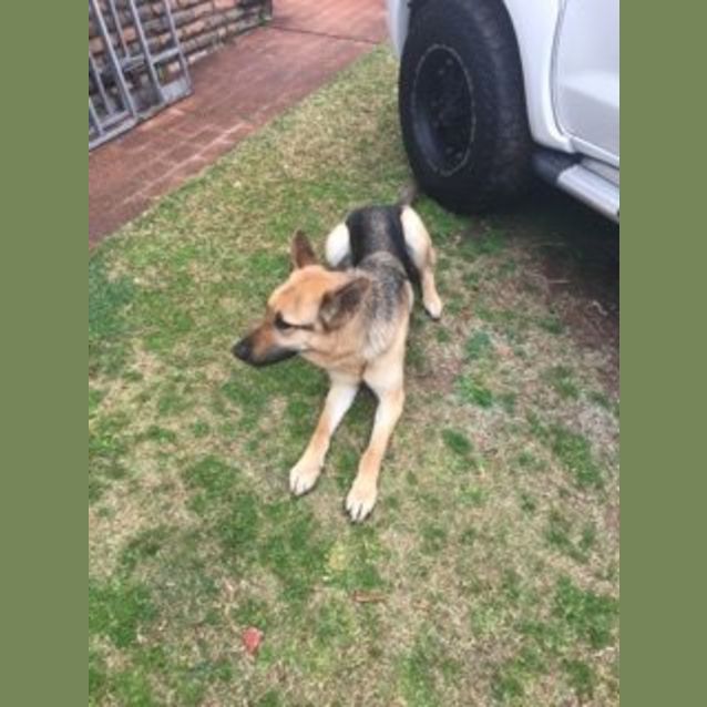 Photo of Diesel Bonded Pair Bella