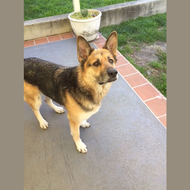 Photo of Sookey   Meet And Greet Organised