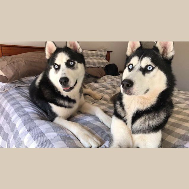 Photo of Koda And Rambo 