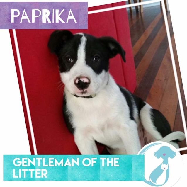 Photo of Paprika 