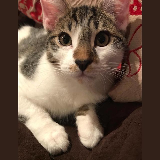 Photo of Ernie (Meet Me At Neko Hq   Preston) 