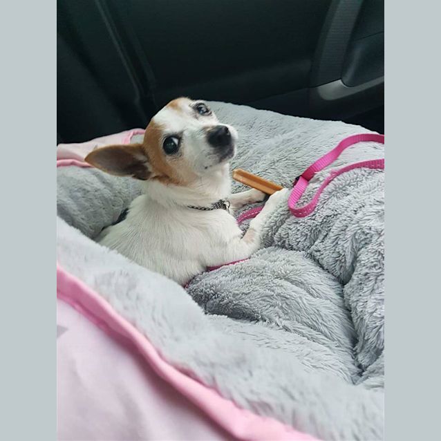 Photo of Tiny