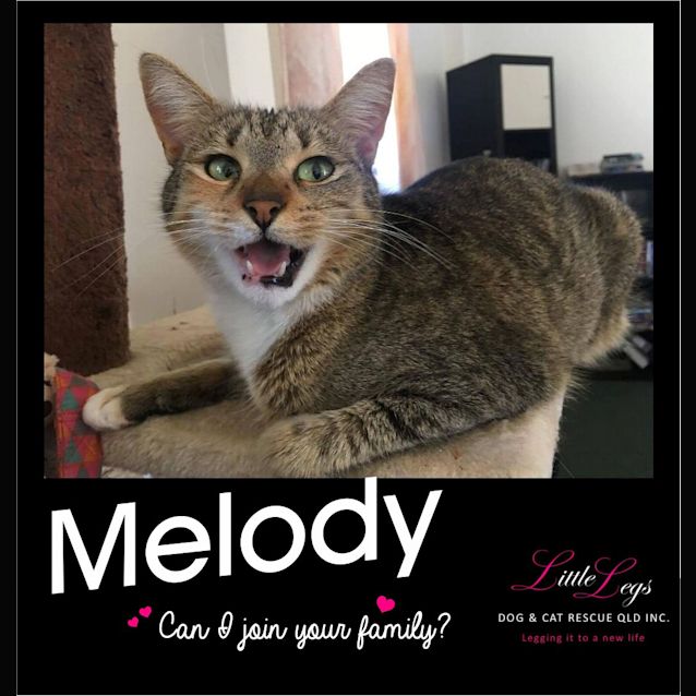 Photo of Melody