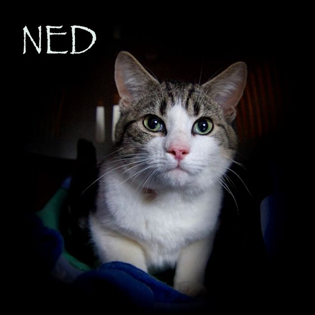 Photo of Ned