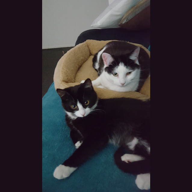 Photo of Maui **2nd Chance Cat Rescue**