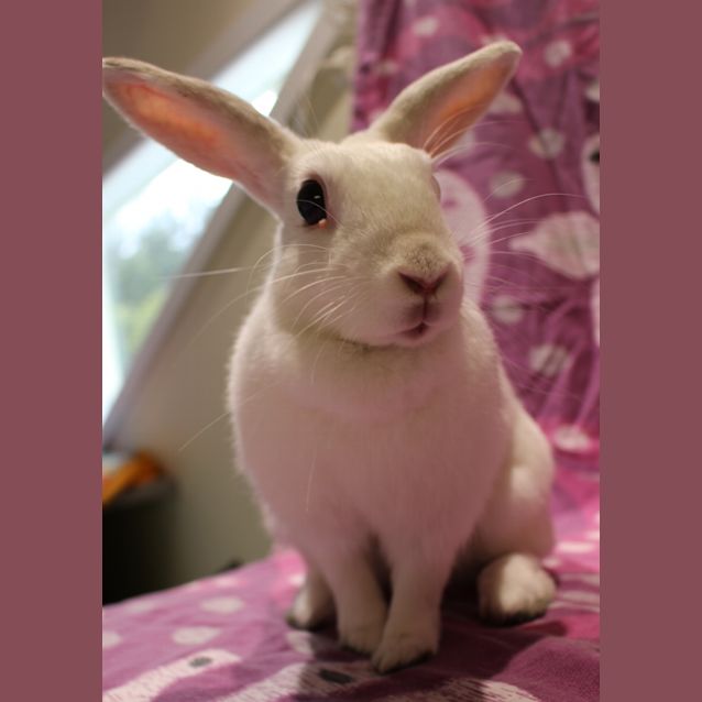 Photo of Miley (Vib)