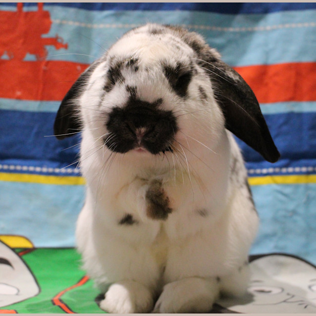 Photo of Bunton (Vib) 