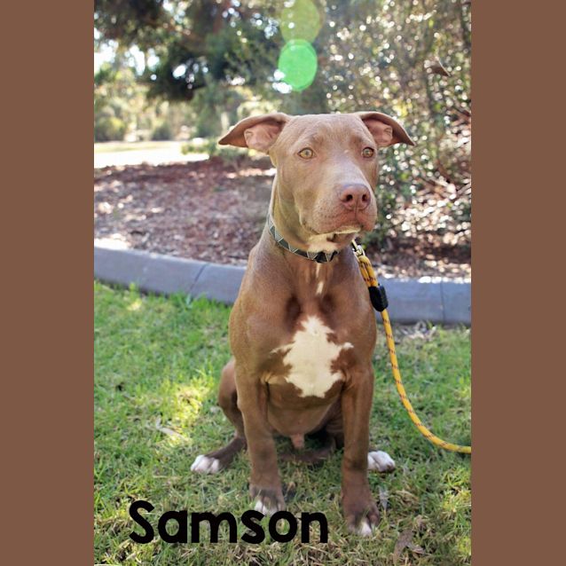 Photo of Samson