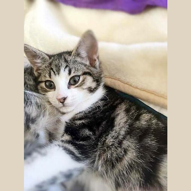 Photo of Moana