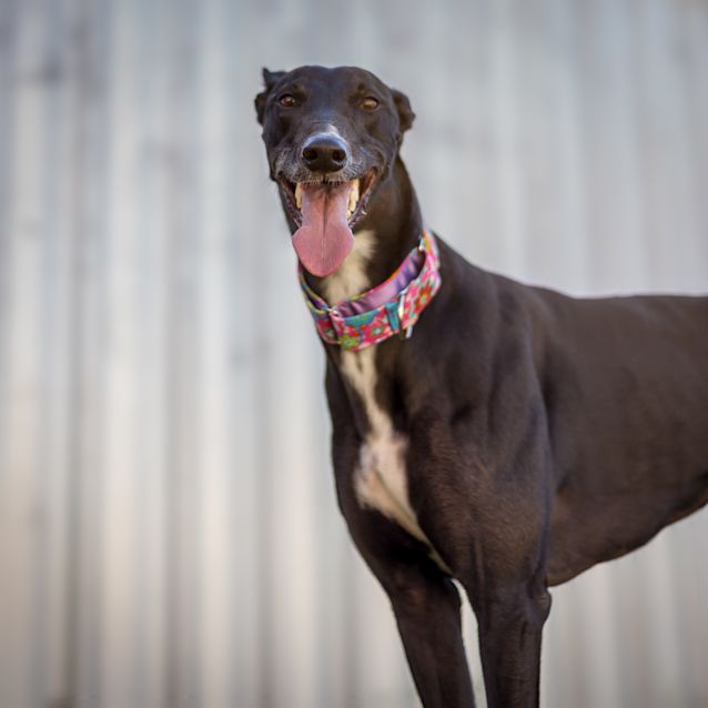 Photo of Bikkie ~ Greyhound (On Trial 3/11/2017)