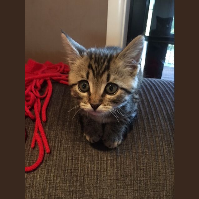 Photo of Lola (Available For Pre Adoption)