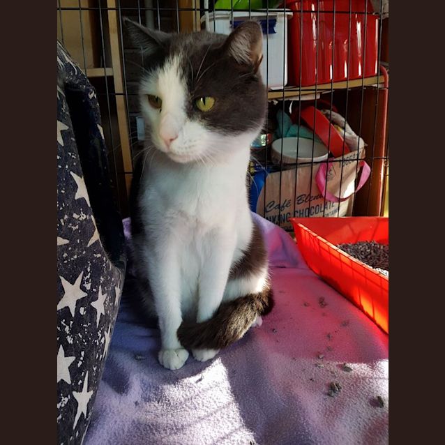 Photo of Skittles @ The Pet House Tuggerh