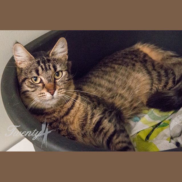 Photo of Aneeka (3116)