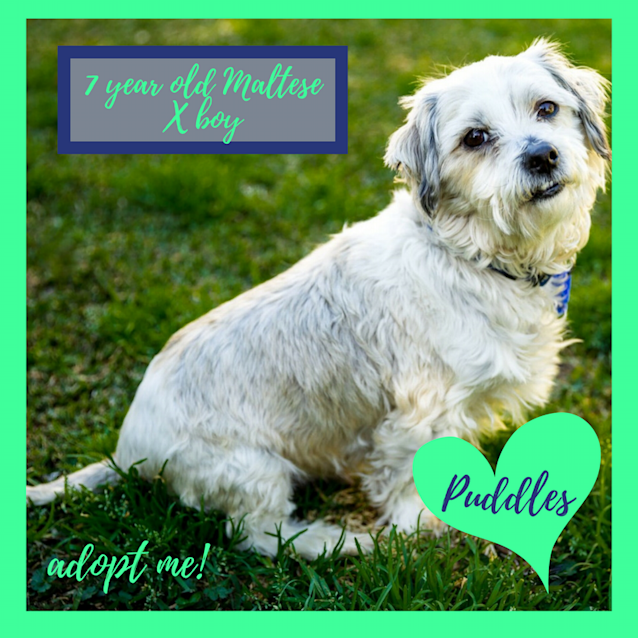 Photo of Puddles ~ Maltese X (On Trial 25/8/17)