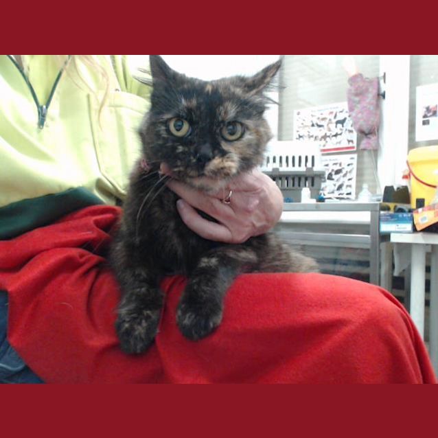 Photo of Sprinkles (3100)