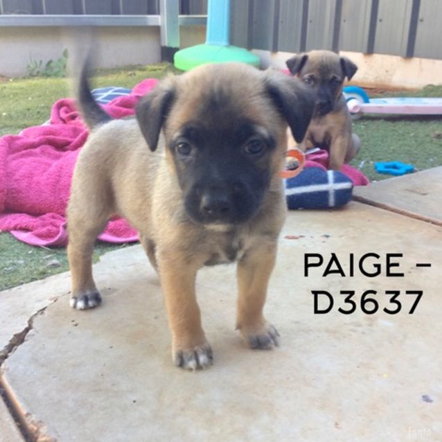Photo of Paige (D3637) 