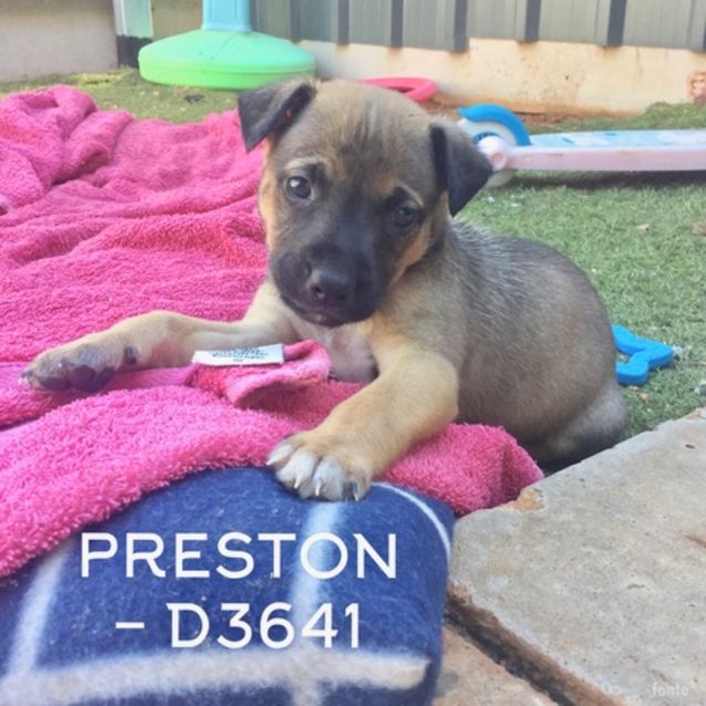 Photo of Preston (D3641)