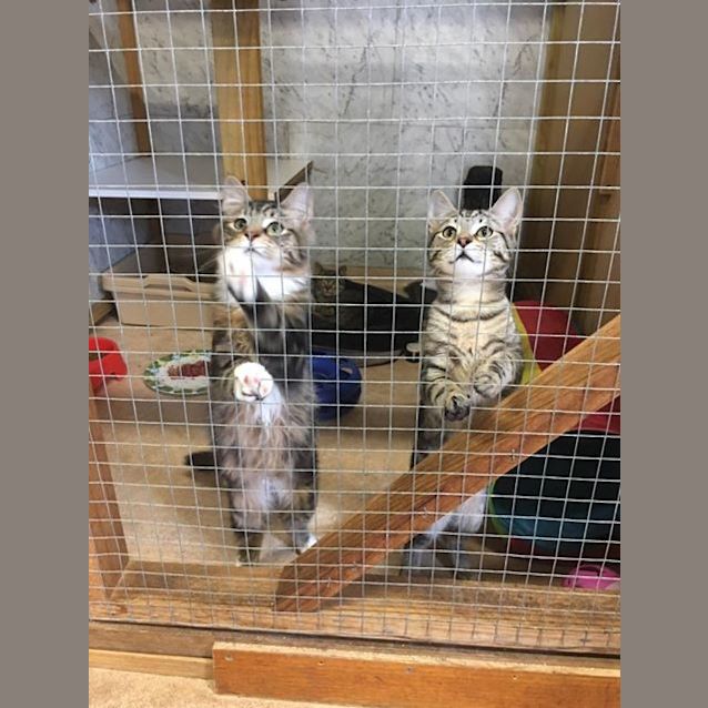 Photo of Simba And Sylvester