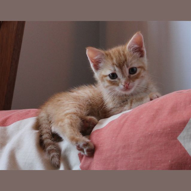Photo of Pumpkin