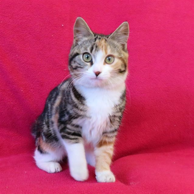 Photo of Arlo