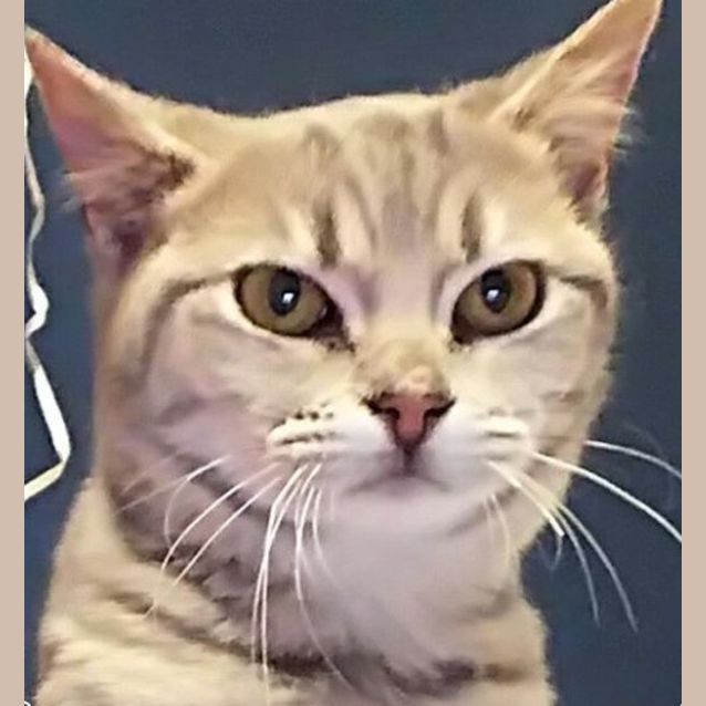 Photo of Pepper