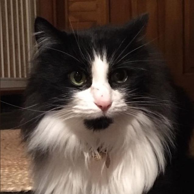 Photo of Kitty