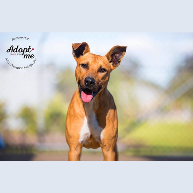 Photo of Lenny (Pcc 384)