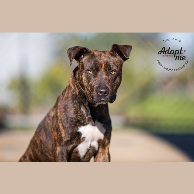 Photo of Jules (Pcc 411)