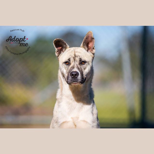 Photo of Kiara (Pcc 427)