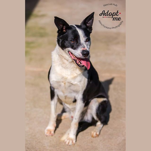 Photo of Jett (Hcc 301)