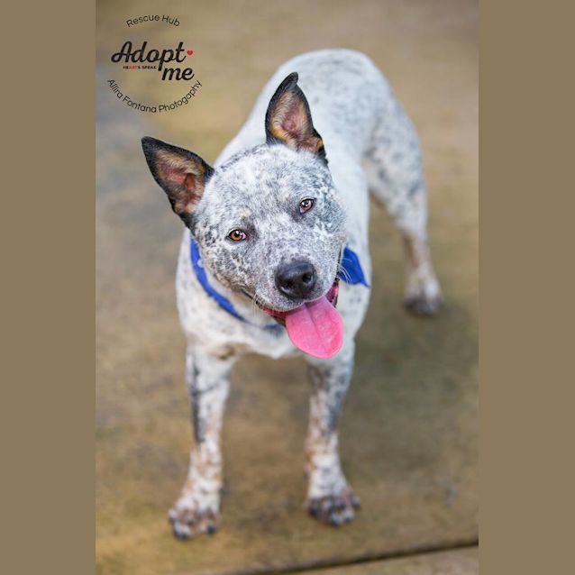 Photo of Jase (Pcc 458)