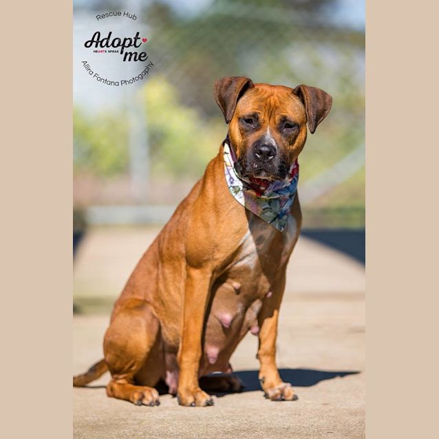 Photo of Rose (Pcc 462