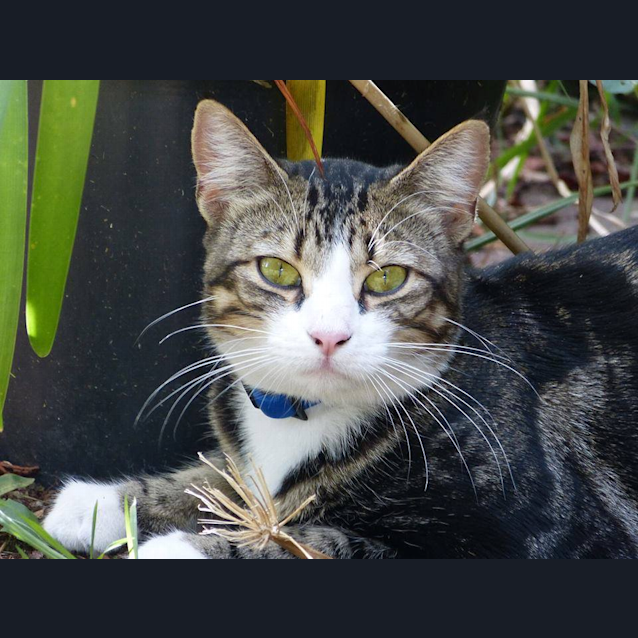 Photo of Meow Meow