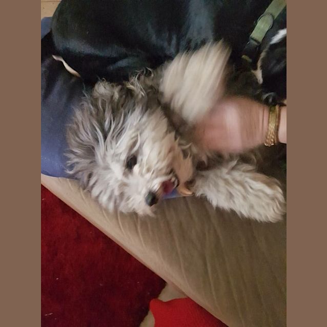 Photo of Baxter Dl1729