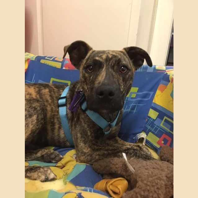 Photo of Jackson **Adopted**