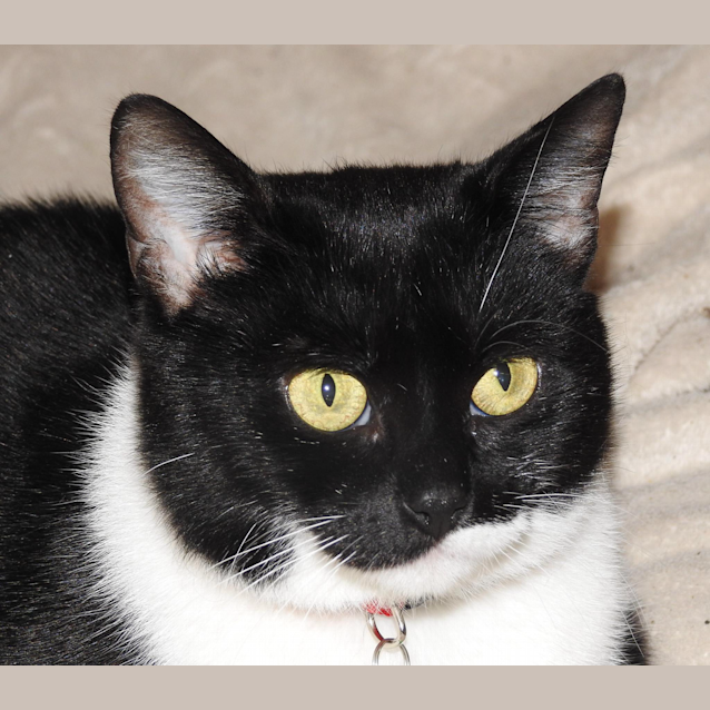 Photo of Misty