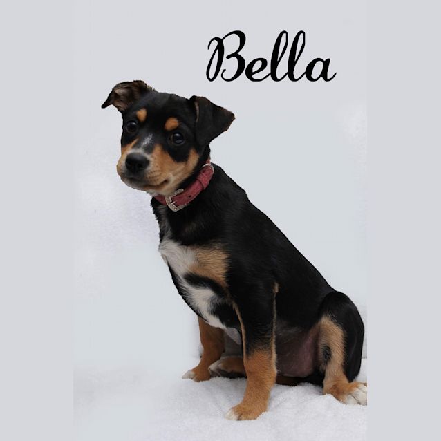 Photo of Bella