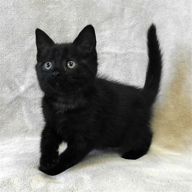 Photo of Liquorice