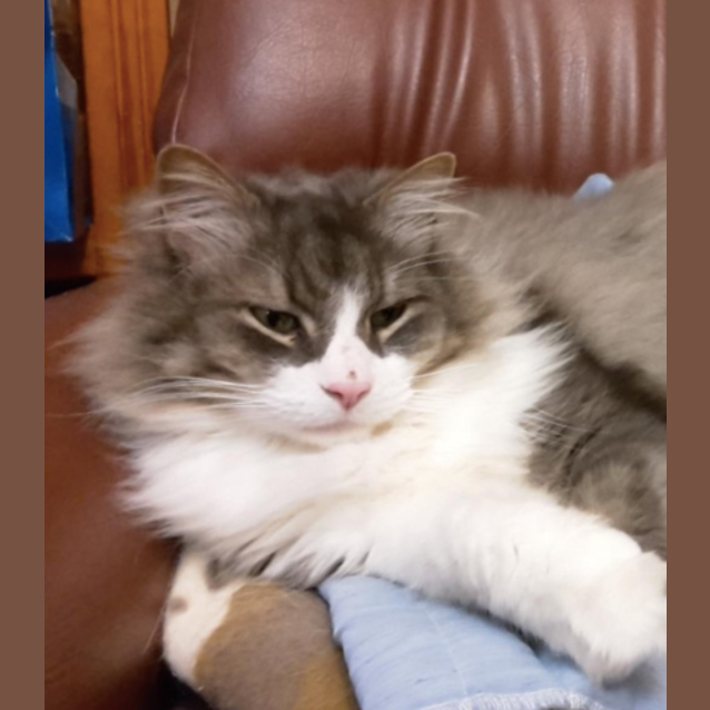 Photo of Cletus (Located In Lower Templestowe)
