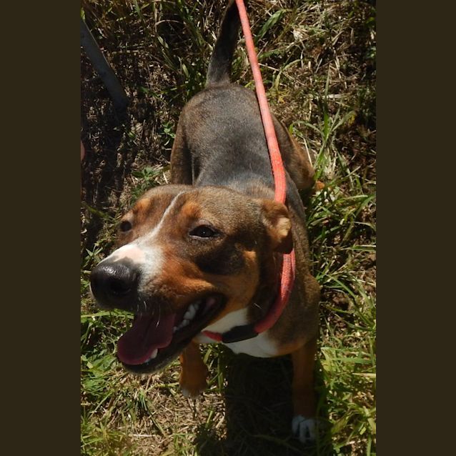 Photo of Mildred (At Rspca Big Adopt Day Sept 16 Brisbane)