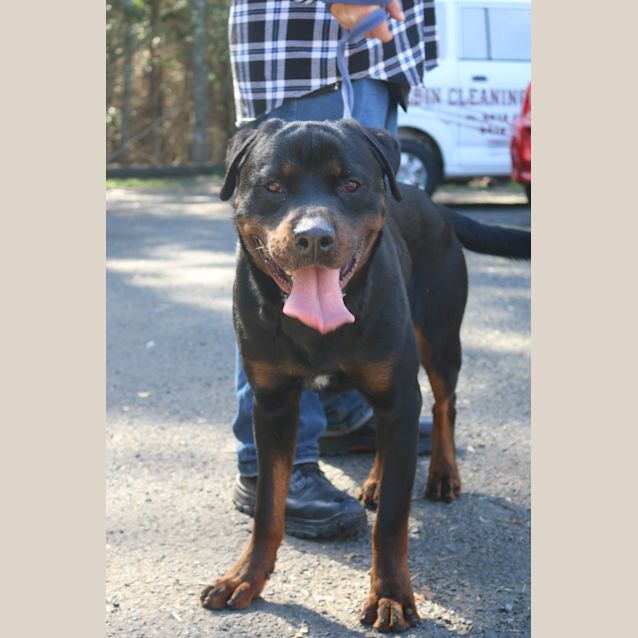 Photo of Bear