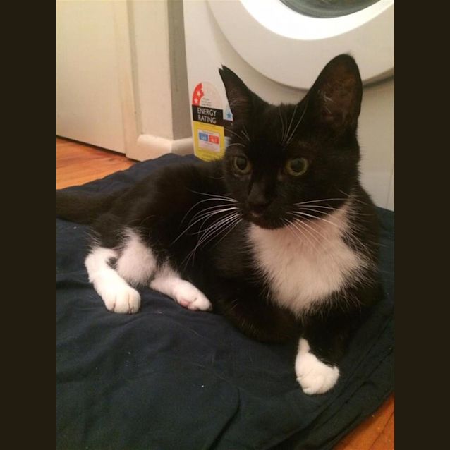 Photo of Socks