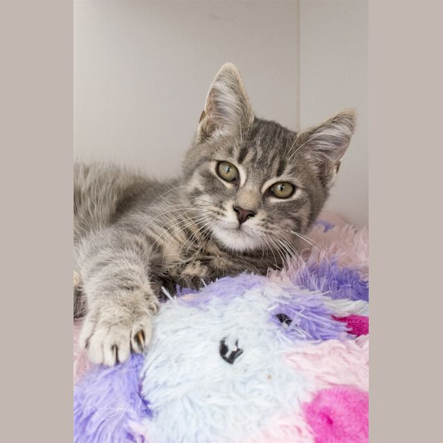 Photo of Taco