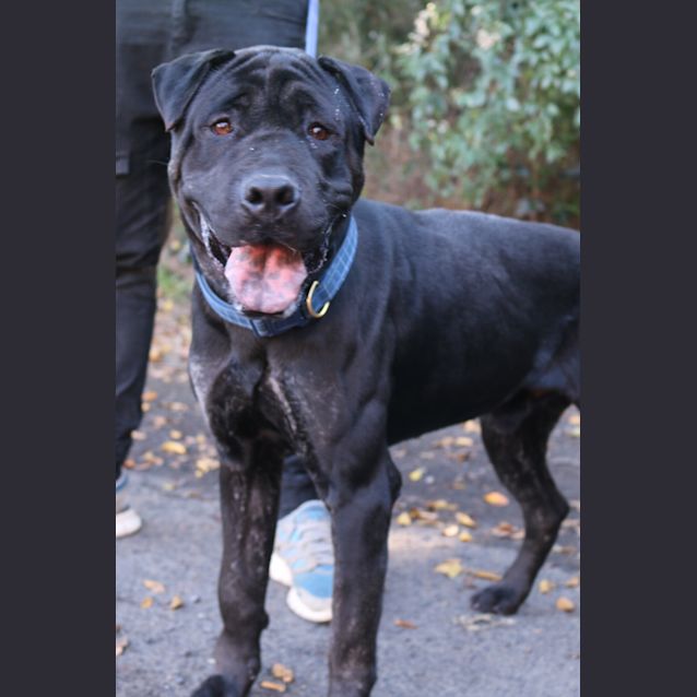Photo of Hercules