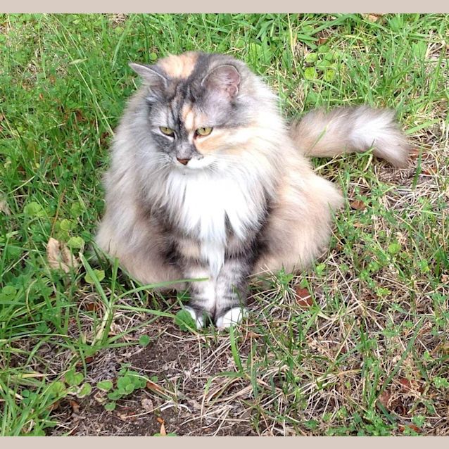 Photo of Kitty