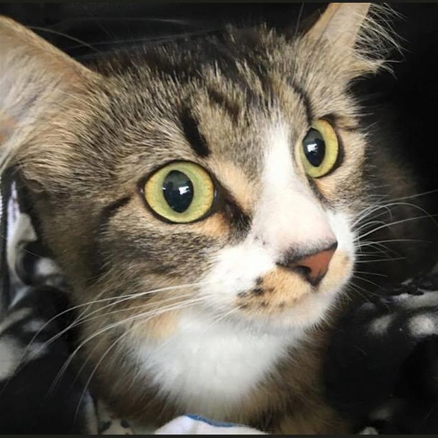 Photo of Hessie
