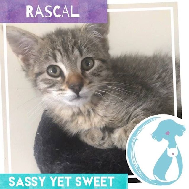 Photo of Rascal